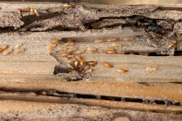 Best Local Pest Control Services  in Centuria, WI